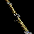 Lab-Grown Round Diamond Station Necklace — Bezel Black Rhodium view 3
